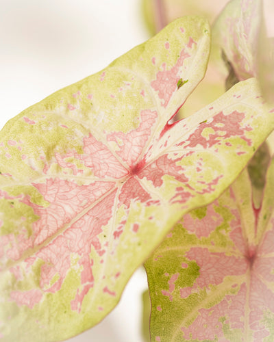 Nahaufnahme eines Blattes der Caladium-Pflanze „Seafoam Pink“ mit pastellfarbenem Laub mit rosa Adern und Spritzern; detaillierte Texturen und Muster heben sich von einem leicht verschwommenen Hintergrund ab und betonen ihren tropischen Charme.