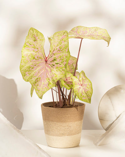 Eine Caladium „Seafoam Pink“ im Topf mit großen, pastellfarbenen hellgrünen und rosa Blättern steht auf einer weißen Oberfläche, ihr tropisches Aussehen wird durch sanftes natürliches Licht hervorgehoben.