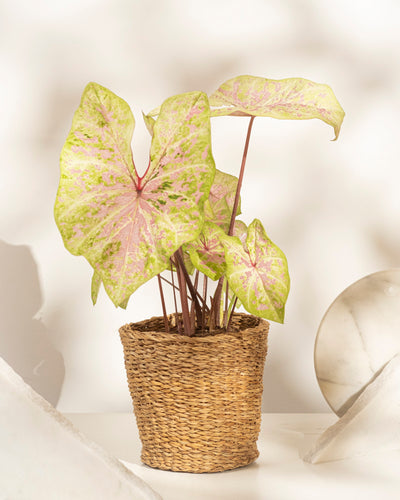 Eine Caladium „Seafoam Pink“ im Topf mit großen pastellfarbenen Blättern und rosa Adern steht in einem geflochtenen Korb auf einer hellen Oberfläche und sorgt mit weichen, diffusen Schatten im Hintergrund für tropisches Flair.
