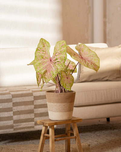 Eine Caladium „Seafoam Pink“ im Topf mit pastellfarbenen Blättern steht auf einem Holzhocker in einem gemütlichen Wohnzimmer mit beigem Sofa und neutralem Dekor und verleiht dem Raum tropisches Flair.