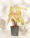 Caladium „Seafoam Pink“ mit großen pastellfarbenen Blättern und rosa Adern sitzt auf einer hellen Oberfläche, umgeben von weichen Schatten und abstrakten weißen Objekten – perfekt, um jedem Raum tropisches Flair zu verleihen.