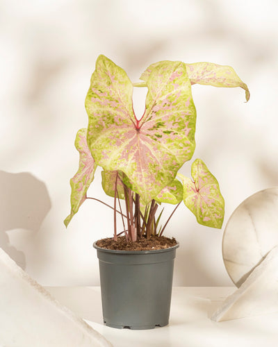 Caladium „Seafoam Pink“ mit großen pastellfarbenen Blättern und rosa Adern sitzt auf einer hellen Oberfläche, umgeben von weichen Schatten und abstrakten weißen Objekten – perfekt, um jedem Raum tropisches Flair zu verleihen.