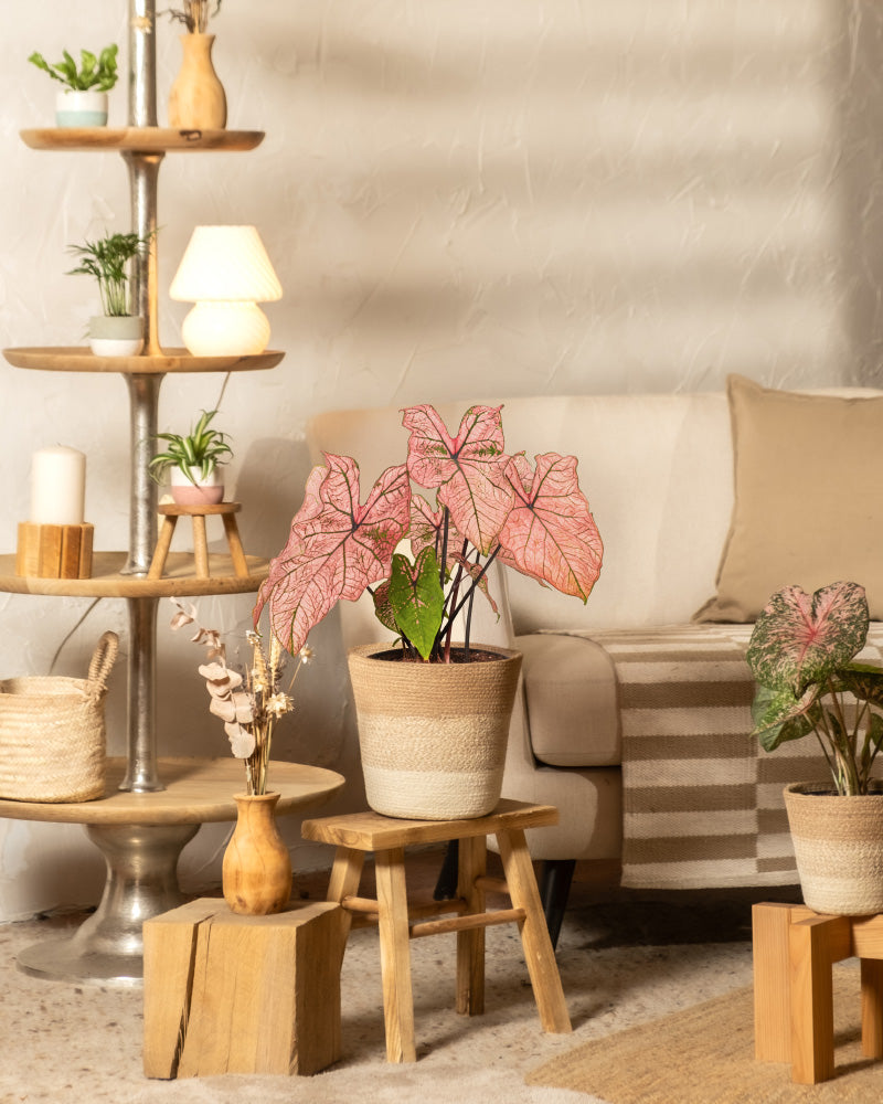 Ein gemütliches Wohnzimmer mit neutralem Dekor bietet Caladium „Spring Fling“ auf Holzhockern, ein gestuftes Regal mit Kerzen und einer Lampe, ein beiges Sofa mit Kissen und einen gestreiften Teppich.