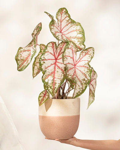 Eine Hand hält eine Caladium 'Tapestry' in einem beige-rosa Topf. Ihre großen, herzförmigen Blätter sind weiß mit grünen Rändern und rosa Adern und heben sich vom sanft verschwommenen Hintergrund ab.