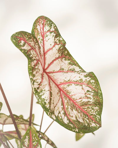Eine Nahaufnahme eines Caladium-Blattes „Tapestry“ zeigt grüne Ränder, weiß-rosa Mitten und rote Adern auf hellem Hintergrund. Diese saisonale Pflanze bringt leuchtende Farben in jedes Zimmer.