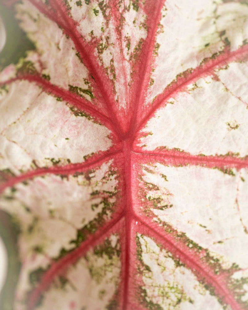 Nahaufnahme von Caladium „Tapestry“ mit einer weißen Blattoberfläche mit leuchtend rosa Adern und grünen Flecken, die die auffälligen Farben und Texturen der Pflanze hervorheben.