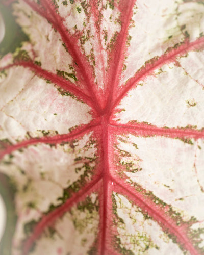 Nahaufnahme von Caladium „Tapestry“ mit einer weißen Blattoberfläche mit leuchtend rosa Adern und grünen Flecken, die die auffälligen Farben und Texturen der Pflanze hervorheben.
