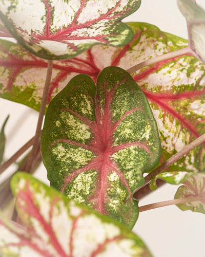 Nahaufnahme von Caladium „Tapestry“ – einer farbenfrohen Blattpflanze – mit leuchtend grünen Rändern, cremeweißen Flecken und leuchtend rosaroten Adern, die ihr charakteristisches, auffälliges Muster bilden.