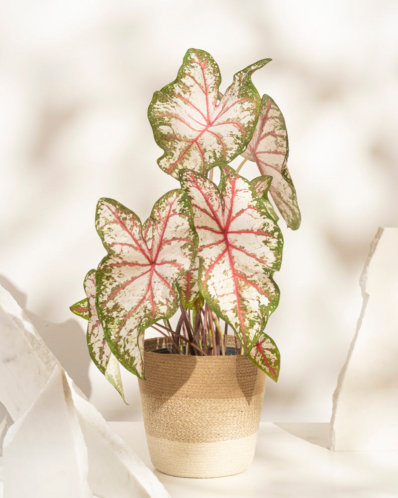 Caladium „Tapestry“ – eine Topfpflanze mit großen, herzförmigen Blättern in Rosa, Weiß und Grün – ruht auf einer hellen Oberfläche mit verstreuten weißen Steinen und einem weichen Hintergrund; eine perfekte Wahl für saisonale Dekoration.
