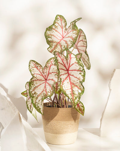 Caladium „Tapestry“ – eine Topfpflanze mit großen, herzförmigen Blättern in Rosa, Weiß und Grün – ruht auf einer hellen Oberfläche mit verstreuten weißen Steinen und einem weichen Hintergrund; eine perfekte Wahl für saisonale Dekoration.