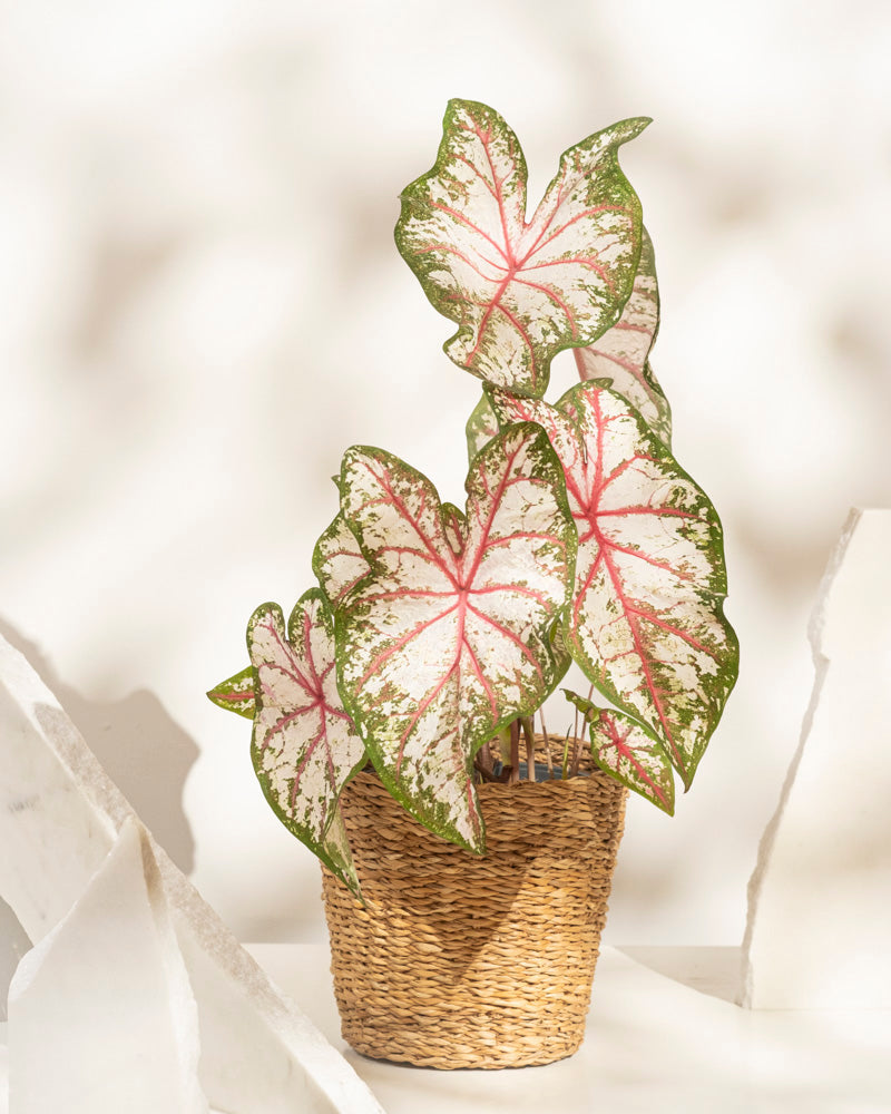 Eine Caladium „Tapestry“ im Topf mit kräftigen, herzförmigen Blättern mit rosa Adern und grünen Rändern steht in einem geflochtenen Korb vor einem neutralen Hintergrund – eine auffällige Caladium „Tapestry“ für jeden Raum.
