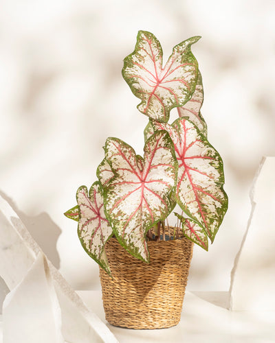 Eine Caladium „Tapestry“ im Topf mit kräftigen, herzförmigen Blättern mit rosa Adern und grünen Rändern steht in einem geflochtenen Korb vor einem neutralen Hintergrund – eine auffällige Caladium „Tapestry“ für jeden Raum.