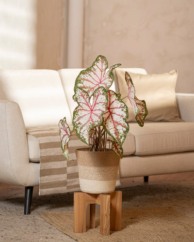 Eine Caladium „Tapestry“ im Topf mit grünen, weißen und rosa Blättern steht auf einem kleinen Holzhocker vor einem beigen Sofa mit Kissen und einer gestreiften Überwurfdecke in einem gemütlichen, sanft beleuchteten Wohnzimmer.