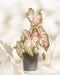 Eine Caladium „Tapestry“ mit großen, herzförmigen grünen, weißen und rosa Blättern steht zwischen marmorartigen Platten auf einem neutralen Hintergrund – eine atemberaubende Saisonpflanze für jeden Raum.