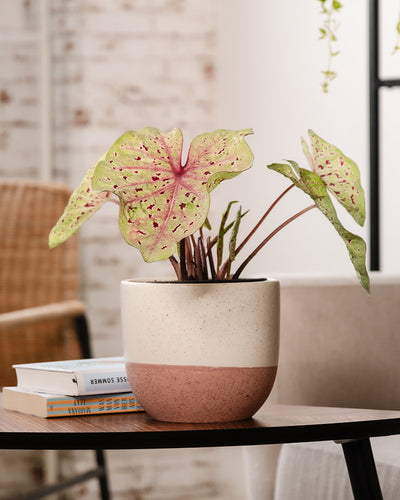 Caladium 'Miss Muffet' auf einem Kaffeetisch im Wohnzimmer