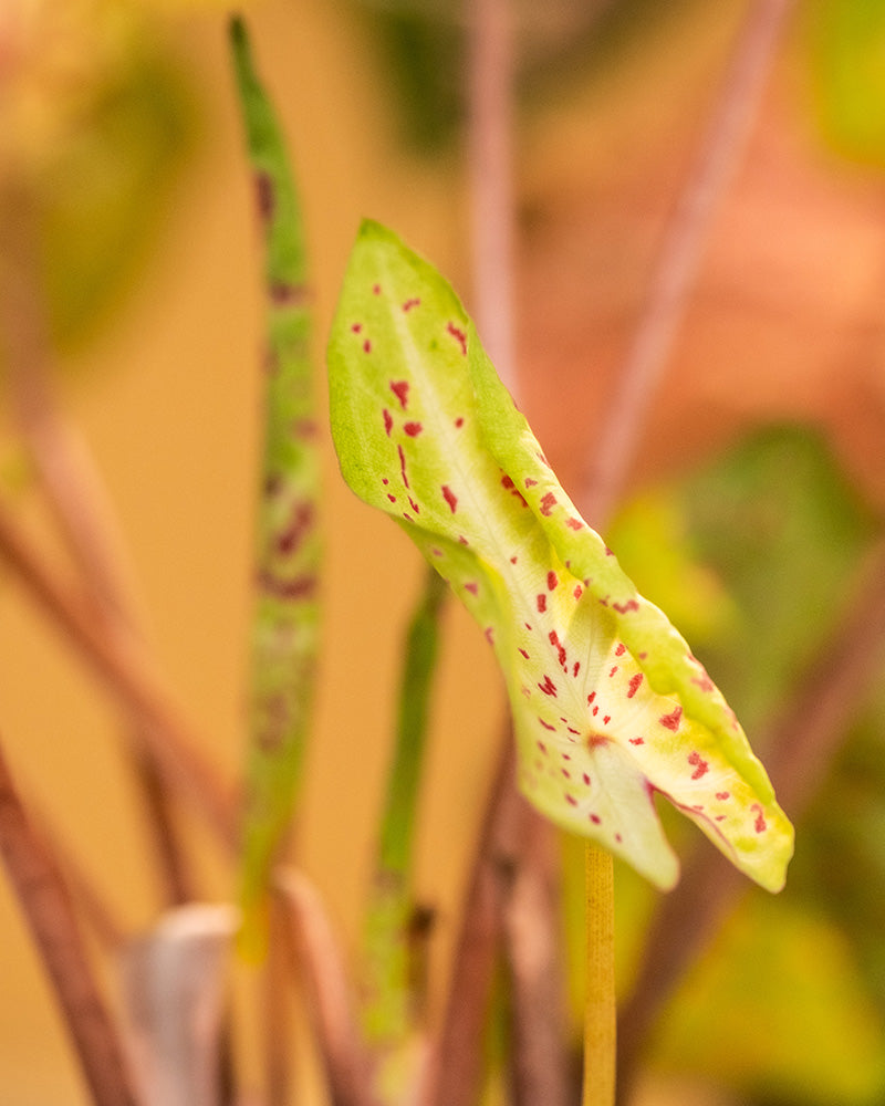 Caladium 'Miss Muffet' Detail neues Blatt