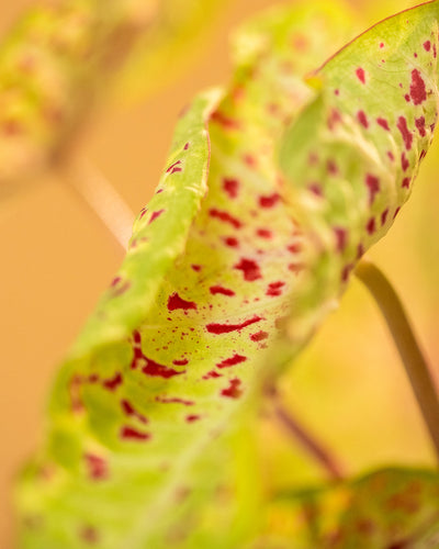 Nahaufnahme eines Caladium-Blattes „Miss Muffet“ mit satten Grüntönen und markanten roten Flecken. Das Blatt ist leicht gekräuselt und steht vor einem sanft verschwommenen Hintergrund aus warmen Braun- und Gelbtönen, die eine heitere und natürliche Atmosphäre erzeugen.