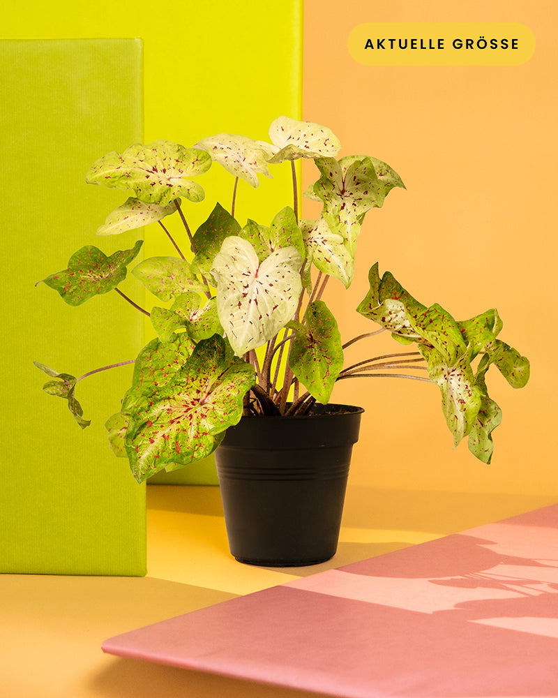 Ein kleiner Topf Caladium 'Miss Muffet' zeigt seine großen, bunten grünen und cremefarbenen Blätter mit rosafarbenen Akzenten. Diese lebendige Pflanze steht vor einem lebhaften Hintergrund mit gelben, orangefarbenen und grünen Feldern und trägt ein Etikett auf Deutsch mit der Aufschrift „Aktuelle Größe“.