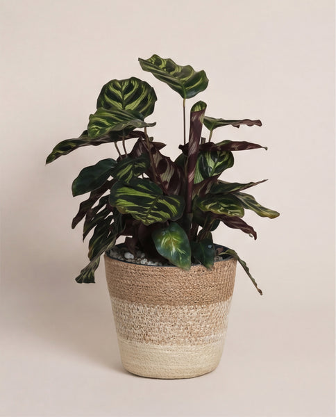Die Kleine Calathea makoyana - feey, auch Pfauen-Korbmarante genannt, präsentiert ihre gemusterten Blätter in einem beigen Korb auf hellem Hintergrund - eine tierfreundliche Zimmerpflanze für stilvolle Räume.