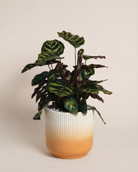 Eine Kleine Calathea makoyana - feey mit auffallend bunten Blättern sitzt in einem Keramiktopf, der von cremefarben zu orange übergeht und so einen lebhaften Kontrast zu einem schlichten hellen Hintergrund bildet.