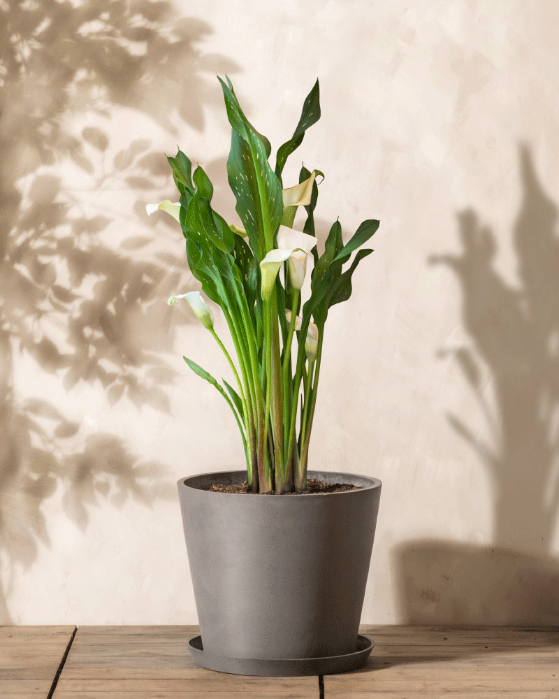 Calla (weiss)