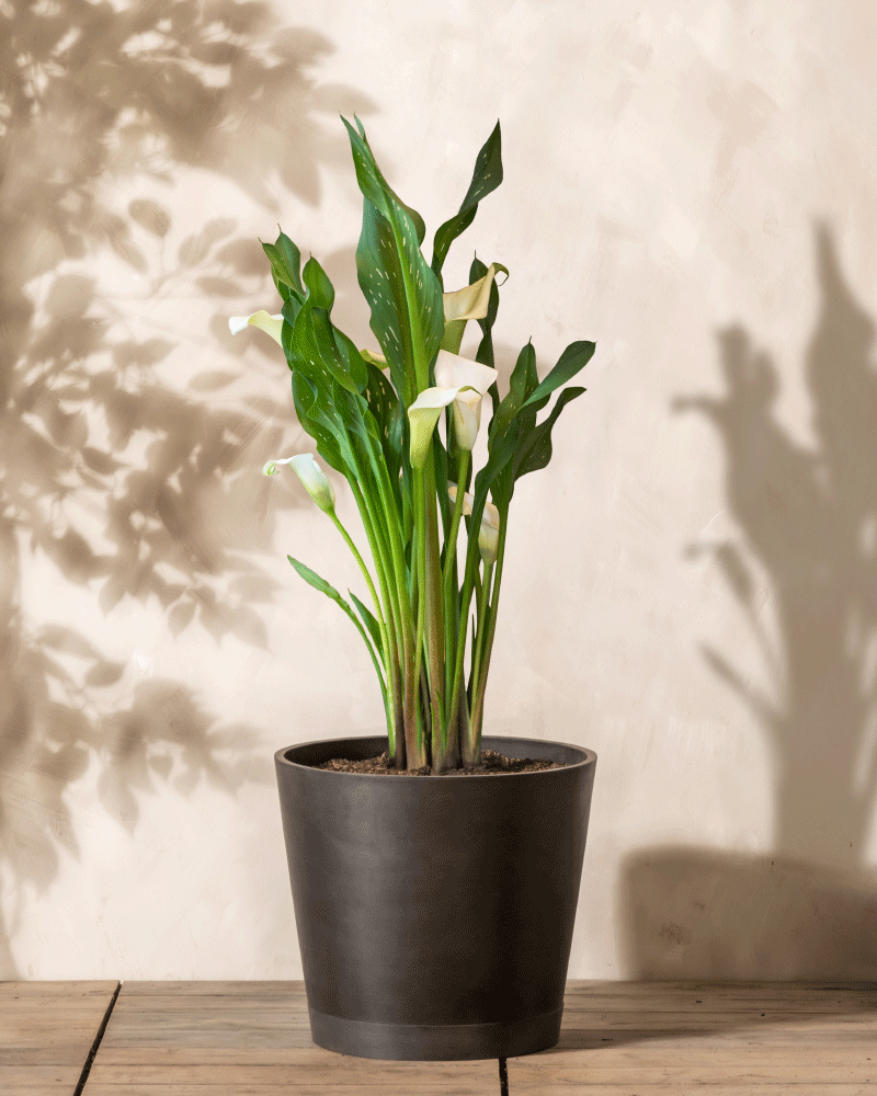 Calla (weiss)