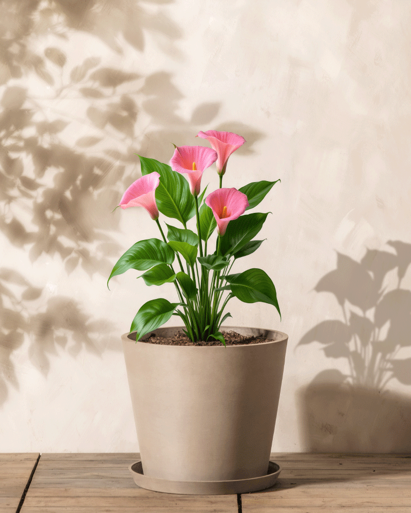 Eine Calla (Rosa)-Topfpflanze mit mehreren rosa Calla-Lilienblüten und üppigen grünen Blättern steht auf einer Holzoberfläche vor einer hellbeigen Wand und wirft weiche Schatten.
