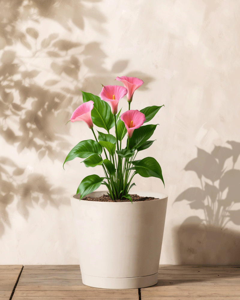 In einem weißen Topf steht eine Calla-Pflanze (Rosa) mit leuchtend rosa Blüten. Sie steht auf einer Holzoberfläche vor einer hellbeigen Wand, im Hintergrund erscheinen sanfte Blattschatten.