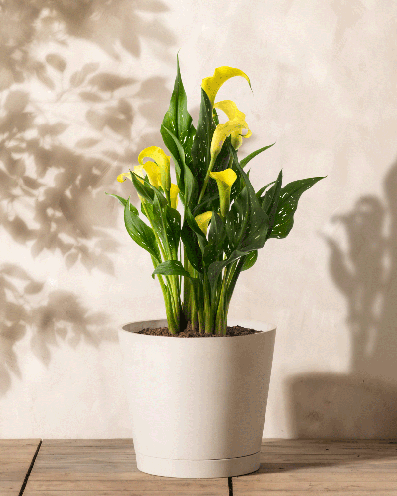 Calla (gelb)