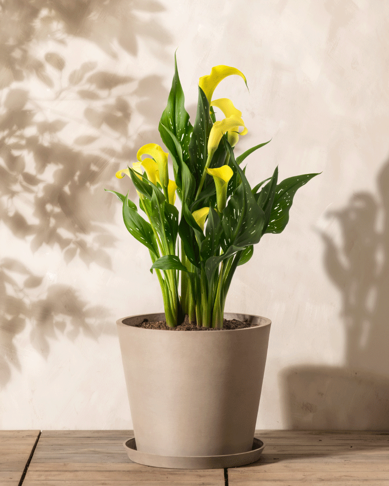 Calla (gelb)