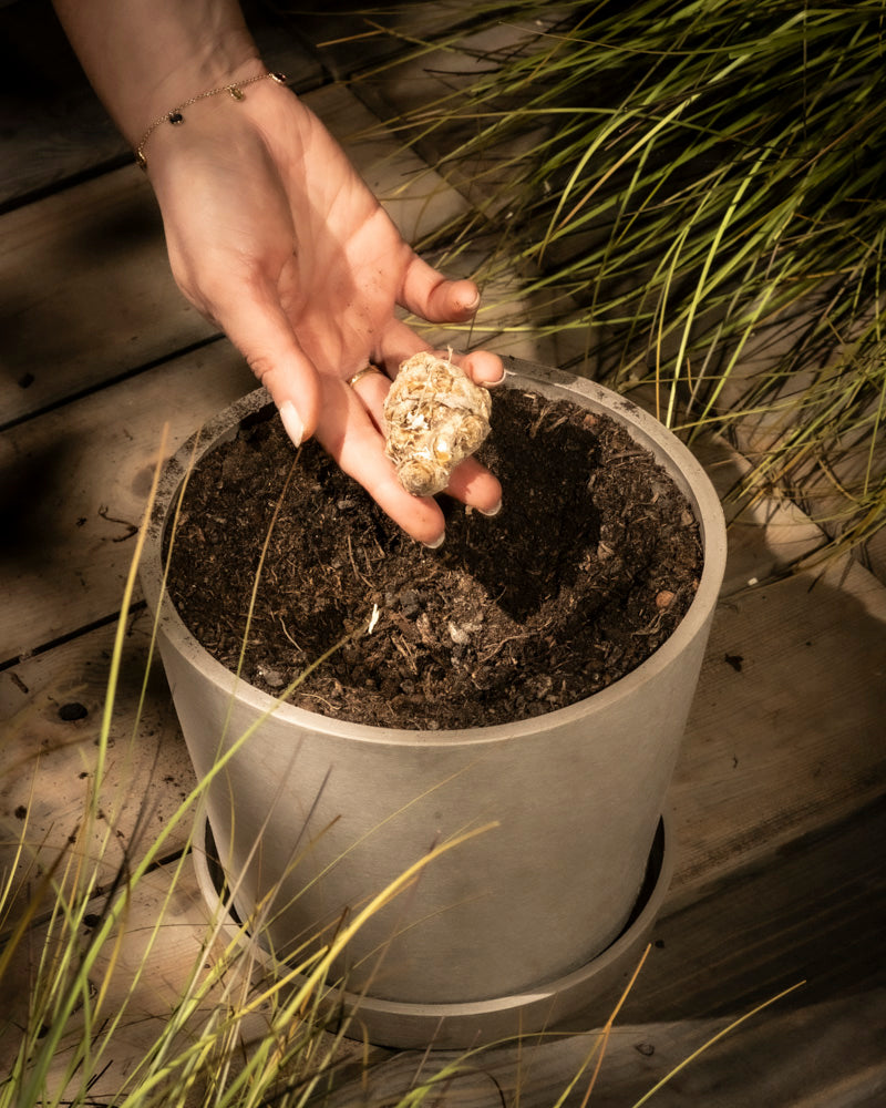 Eine Hand hält eine Calla-Zwiebel (Rosa) über einem mit Erde gefüllten Topf, bereit zum Einpflanzen. Im Hintergrund sind hohes grünes Gras und Holzbretter zu sehen.