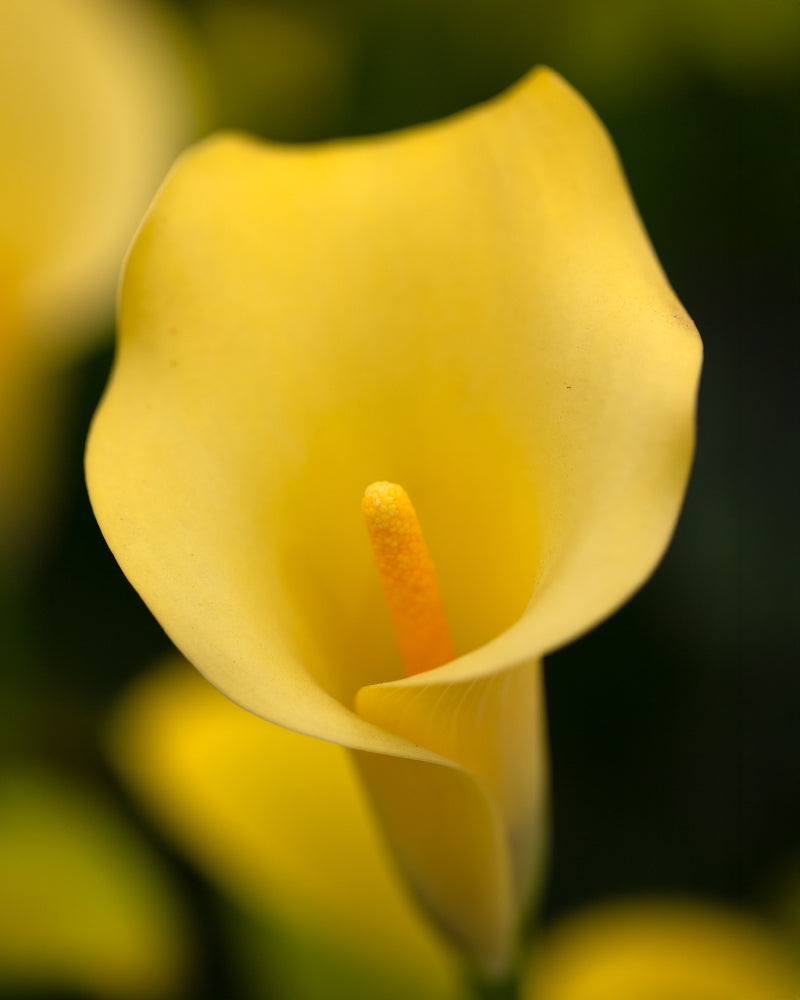 Calla (gelb)