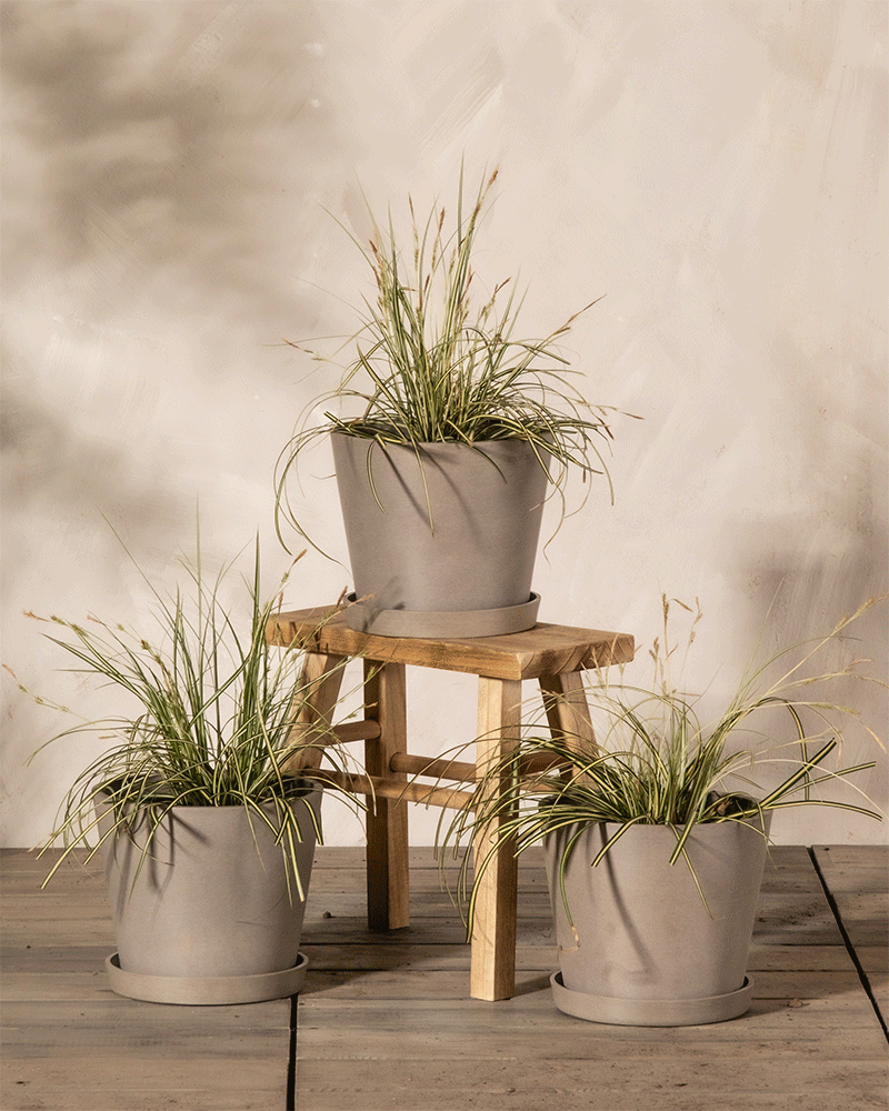 Carex oshimensis 'Evergold' Trio in Töpfen mit Untersetzern