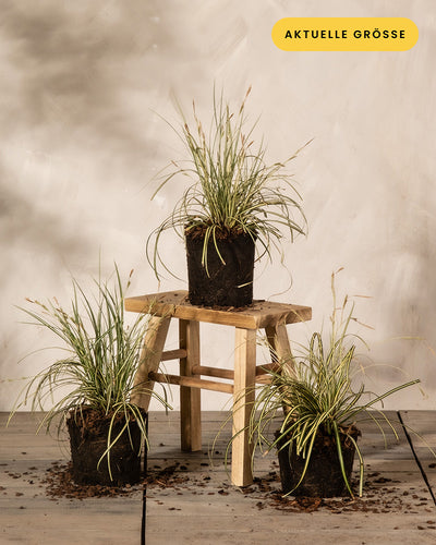 Carex oshimensis 'Evergold' Trio ohne Töpfe auf Holzboden