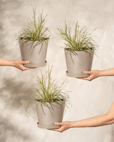 Carex oshimensis 'Evergold' Trio von drei Händen gehalten