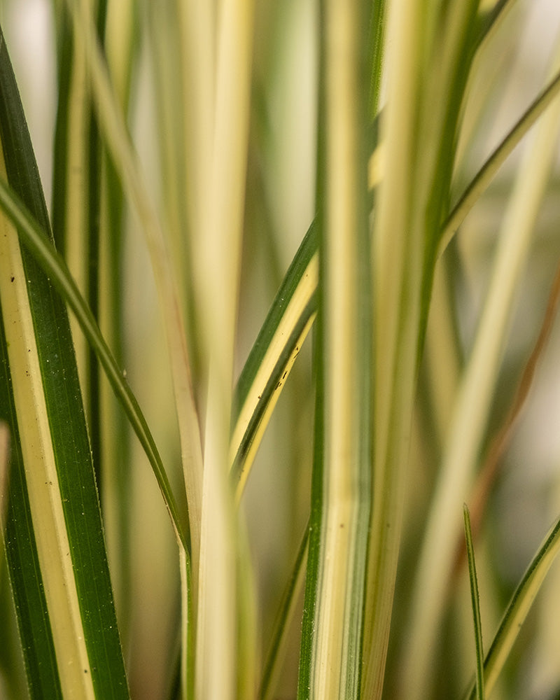 Detailaufnahme von Carex oshimensis 'Evergold' Trio 