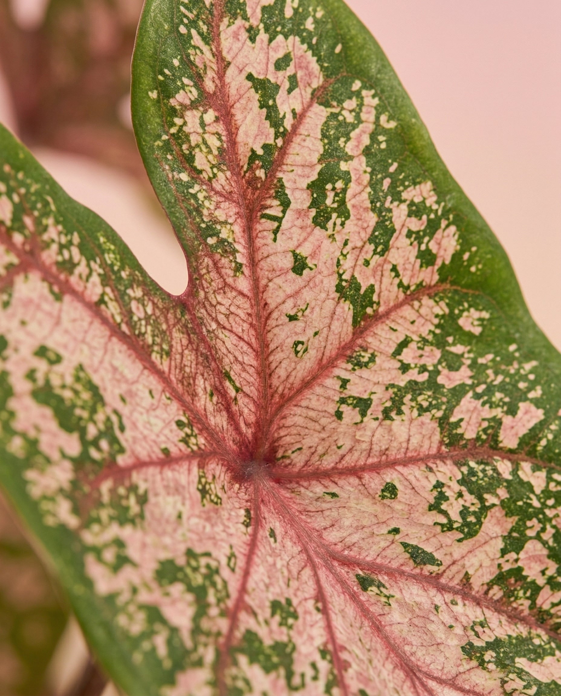 Nahaufnahme des Blattes von Caladium 'Carolyn Whorton' mit seinen lebhaften Grün- und Rosatönen und den kräftigen Adern und Flecken. Die detaillierte Blatttextur hebt sich von einem sanft verschwommenen, warm beleuchteten Hintergrund ab.