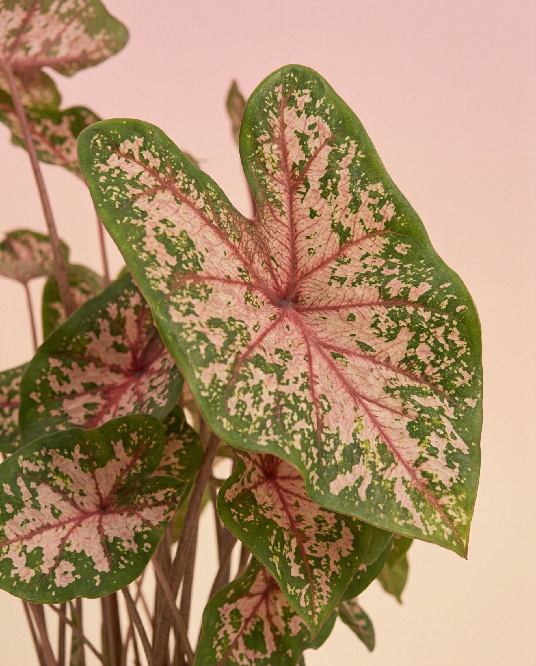 Eine Nahaufnahme der Blätter von Caladium 'Carolyn Whorton' mit grünen Rändern, rosafarbenen Zentren und weißen Sprenkeln vor einem Hintergrund mit zartrosa Farbverlauf.