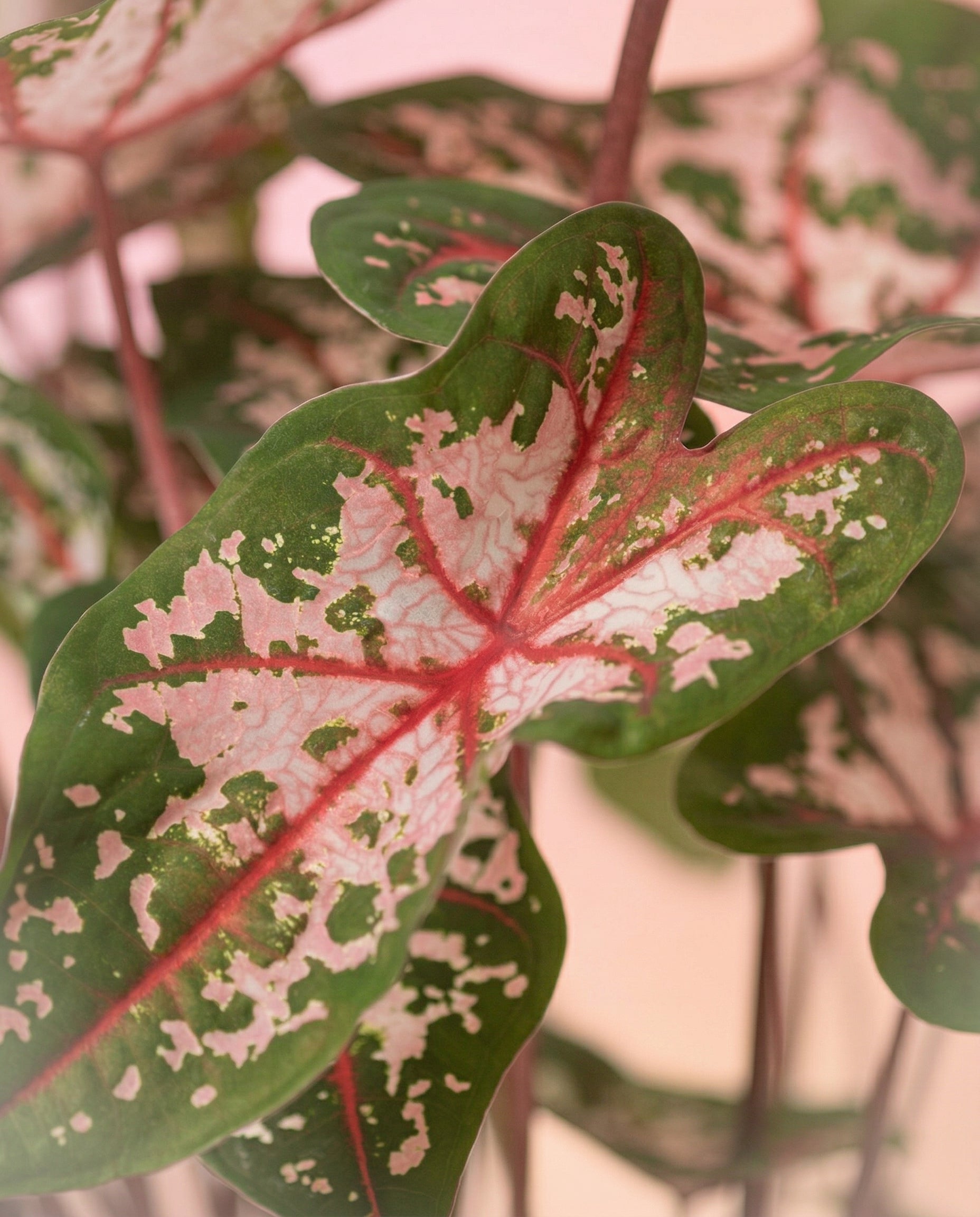 Nahaufnahme von Caladium 'Carolyn Whorton', einer lebhaften Zimmerpflanze mit grünen, rosafarbenen und cremefarbenen Blättern, die von kräftigen roten Adern und kunstvollen Sprenkeln geziert werden.