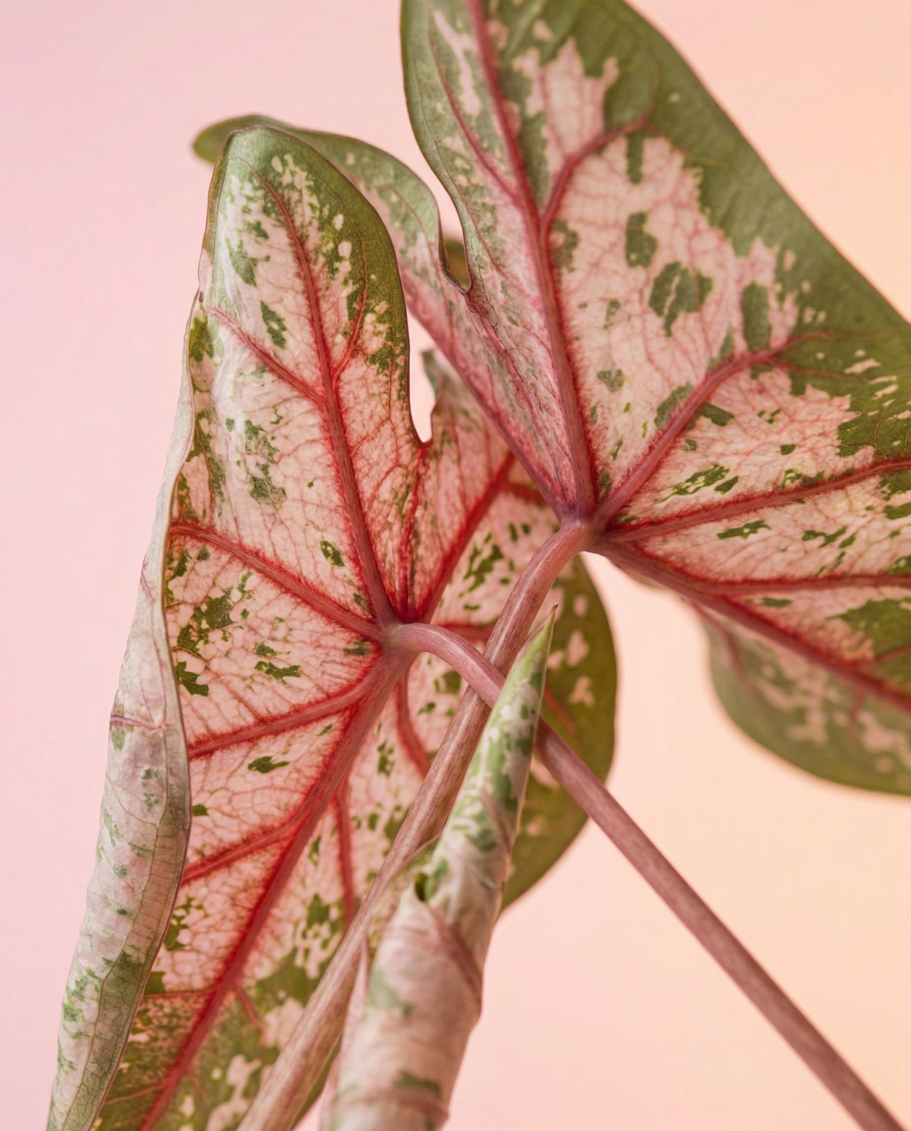 Eine Nahaufnahme der Blätter von Caladium 'Carolyn Whorton' mit grünen Rändern, rosafarbenen Zentren und weißen Sprenkeln vor einem Hintergrund mit zartrosa Farbverlauf.
