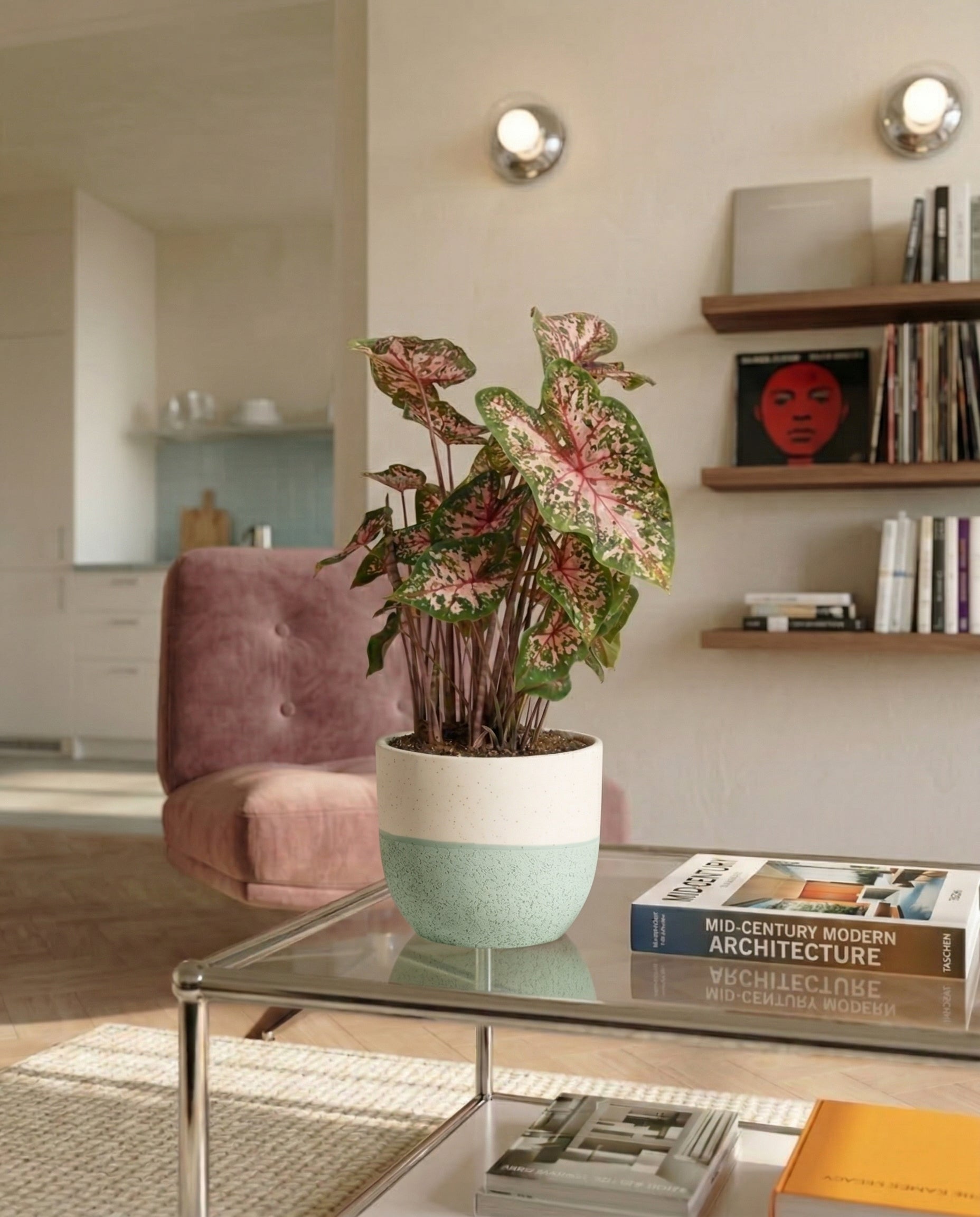 Ein getöpfertes Caladium 'Carolyn Whorton' ruht auf einem gläsernen Couchtisch mit Büchern in einem modernen Wohnzimmer mit einem rosafarbenen Stuhl, einem Bücherregal mit Kunst und Büchern und einem Blick auf eine weiße Küche im Hintergrund.