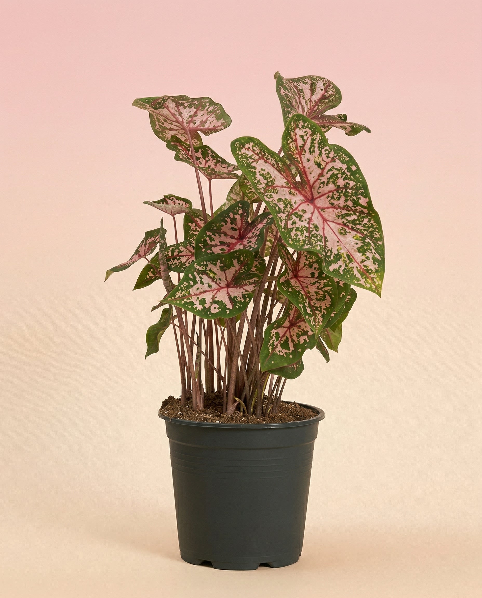 Ein getöpfertes Caladium 'Carolyn Whorton' mit großen grünen Blättern und auffälligen rosa-weißen Mustern hebt sich von einem rosa-beigefarbenen Hintergrund ab - eine auffällige Zimmerpflanze für jeden Raum.