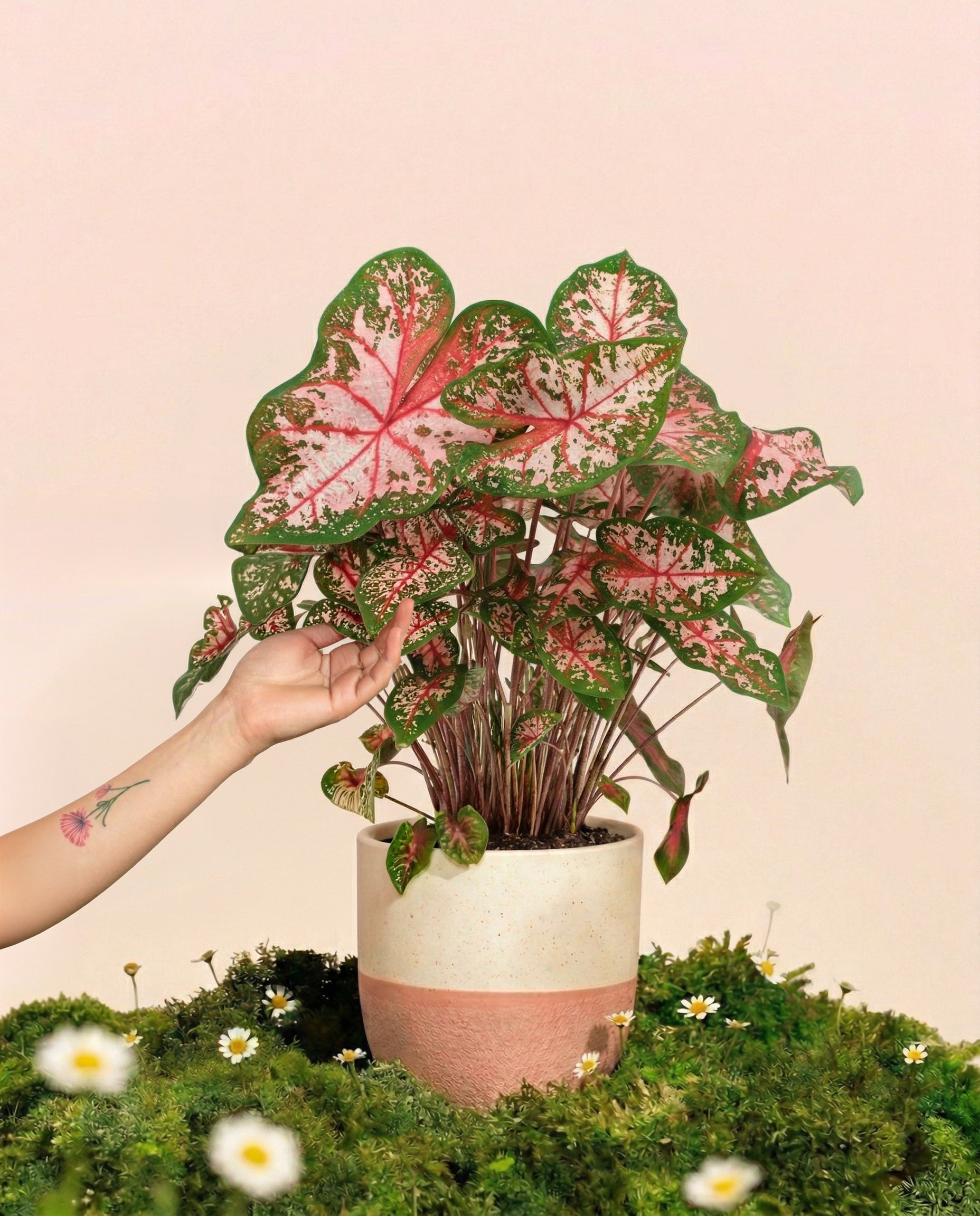 Eine Hand berührt sanft das Blatt eines getopften Caladium 'Carolyn Whorton', einer lebhaften Zimmerpflanze mit rosa und grünen Blättern. Der Topf steht auf moosigem Boden zwischen kleinen weißen Gänseblümchen vor einem blassrosa Hintergrund.