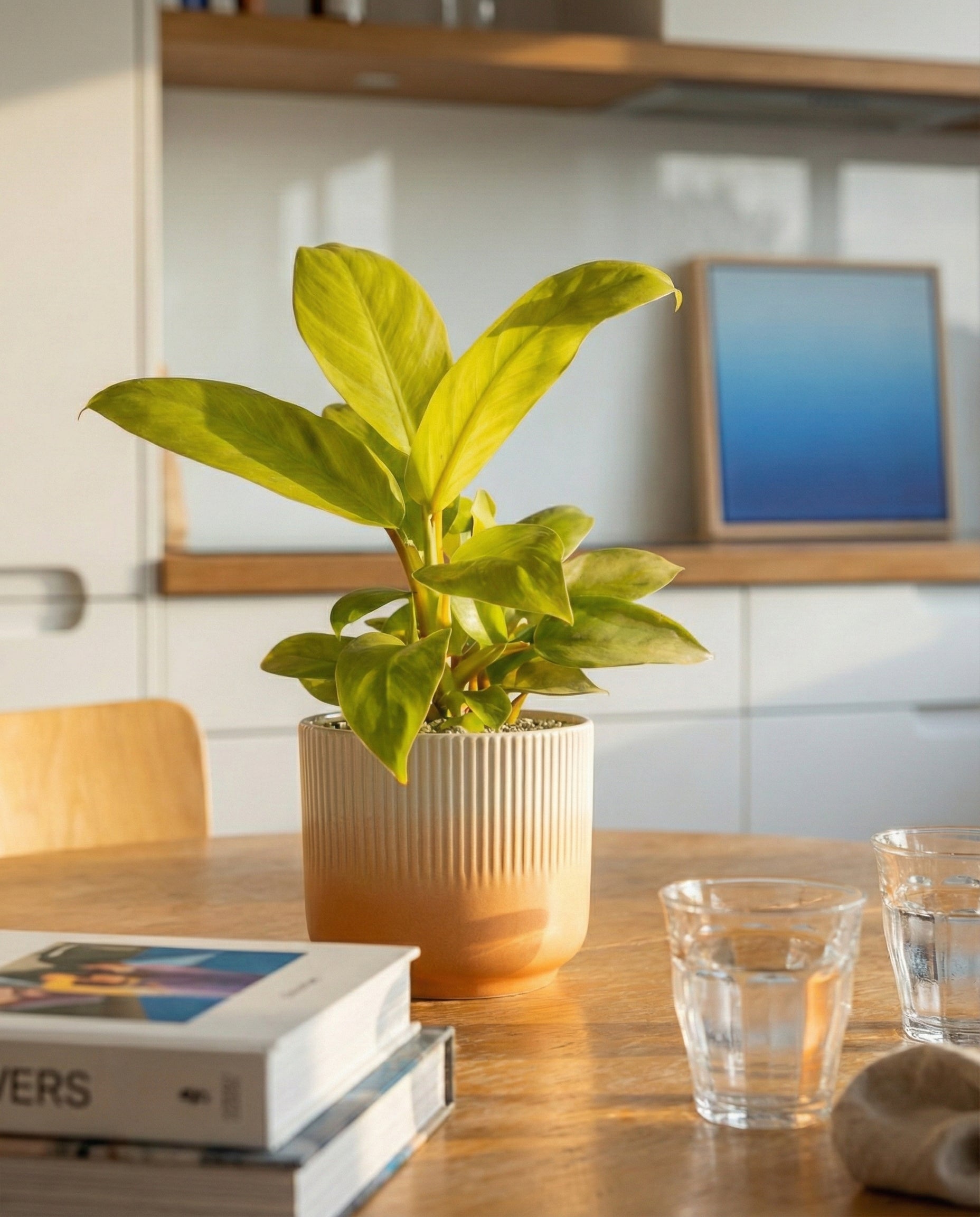 Ein Philodendron 'Ceylon Gold' - feey ruht auf einem Holztisch neben zwei Wassergläsern und einem Stapel Bücher, während im Hintergrund sanftes Sonnenlicht eine moderne Küche beleuchtet.