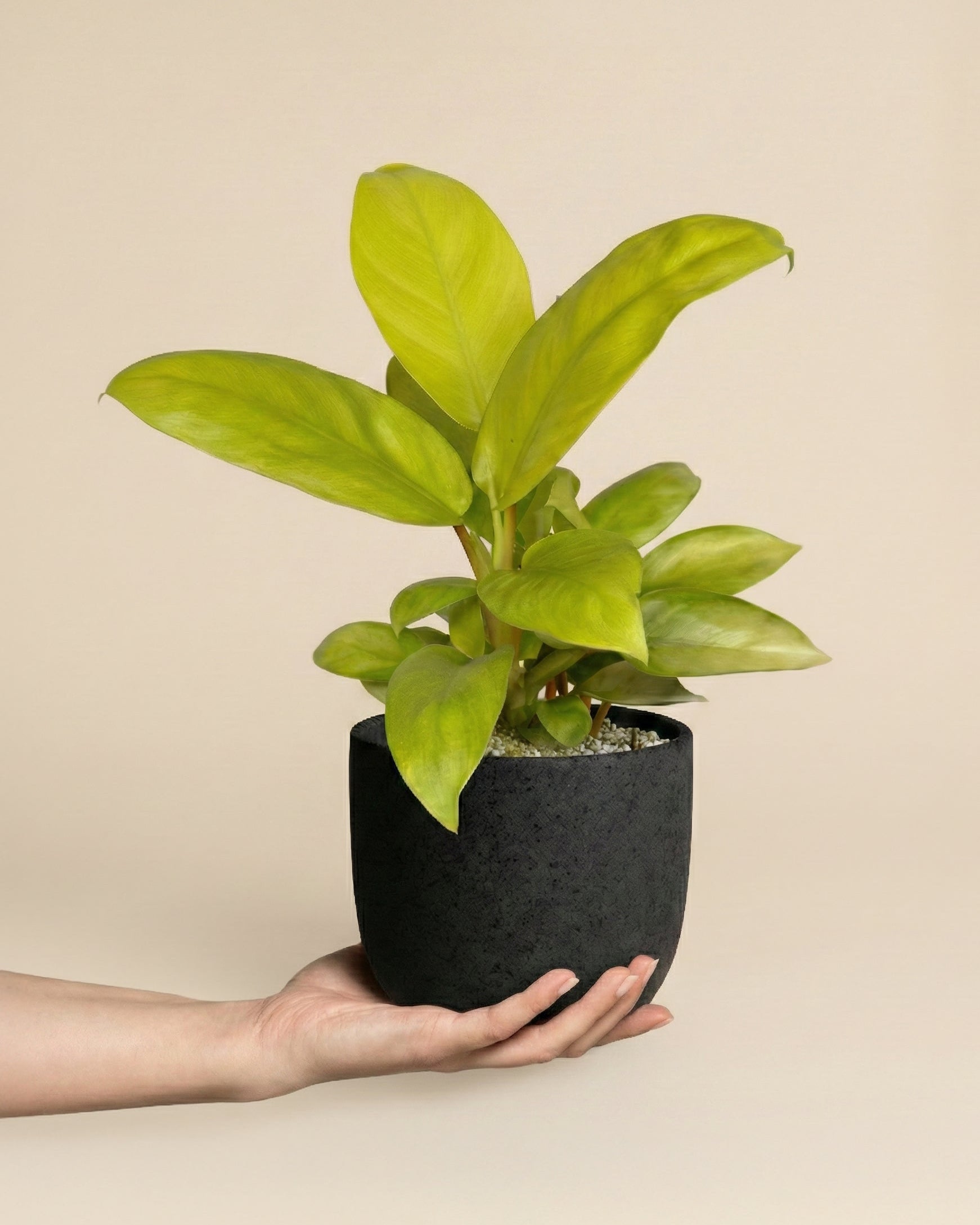 Eine Hand hält einen schwarzen Topf mit einem gesunden Philodendron 'Ceylon Gold' - feey, dessen leuchtend grüne Blätter sich von einem schlichten beigen Hintergrund abheben.