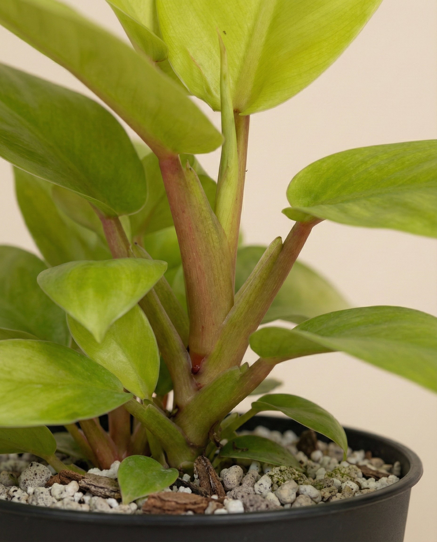 Nahaufnahme eines Philodendron 'Ceylon Gold' - feey, mit dicken Stängeln und grünen Blättern in einem schwarzen Topf mit Kieselerde und Rinde, vor einem schlichten hellen Hintergrund.