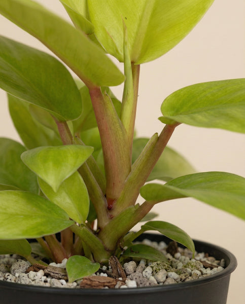 Nahaufnahme eines Philodendron 'Ceylon Gold' - feey, mit dicken Stängeln und grünen Blättern in einem schwarzen Topf mit Kieselerde und Rinde, vor einem schlichten hellen Hintergrund.