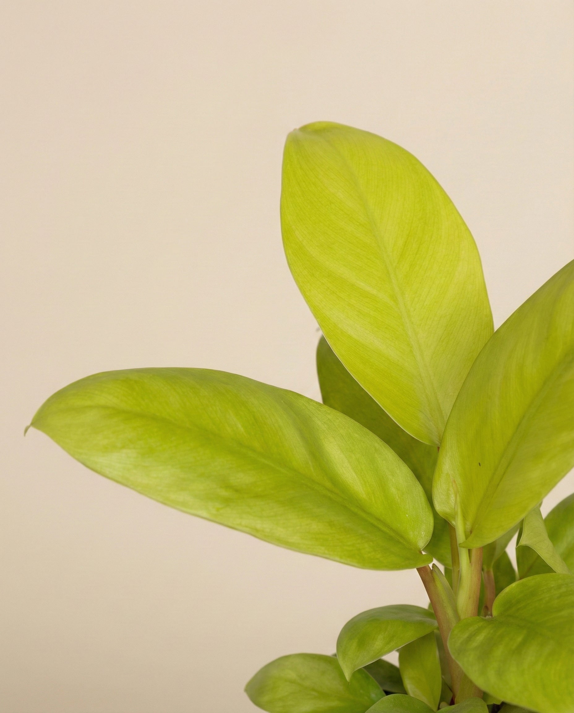 Eine Nahaufnahme eines Philodendron 'Ceylon Gold' - mit breiten, glatten, hellgrünen Blättern vor einem einfachen beigen Hintergrund.