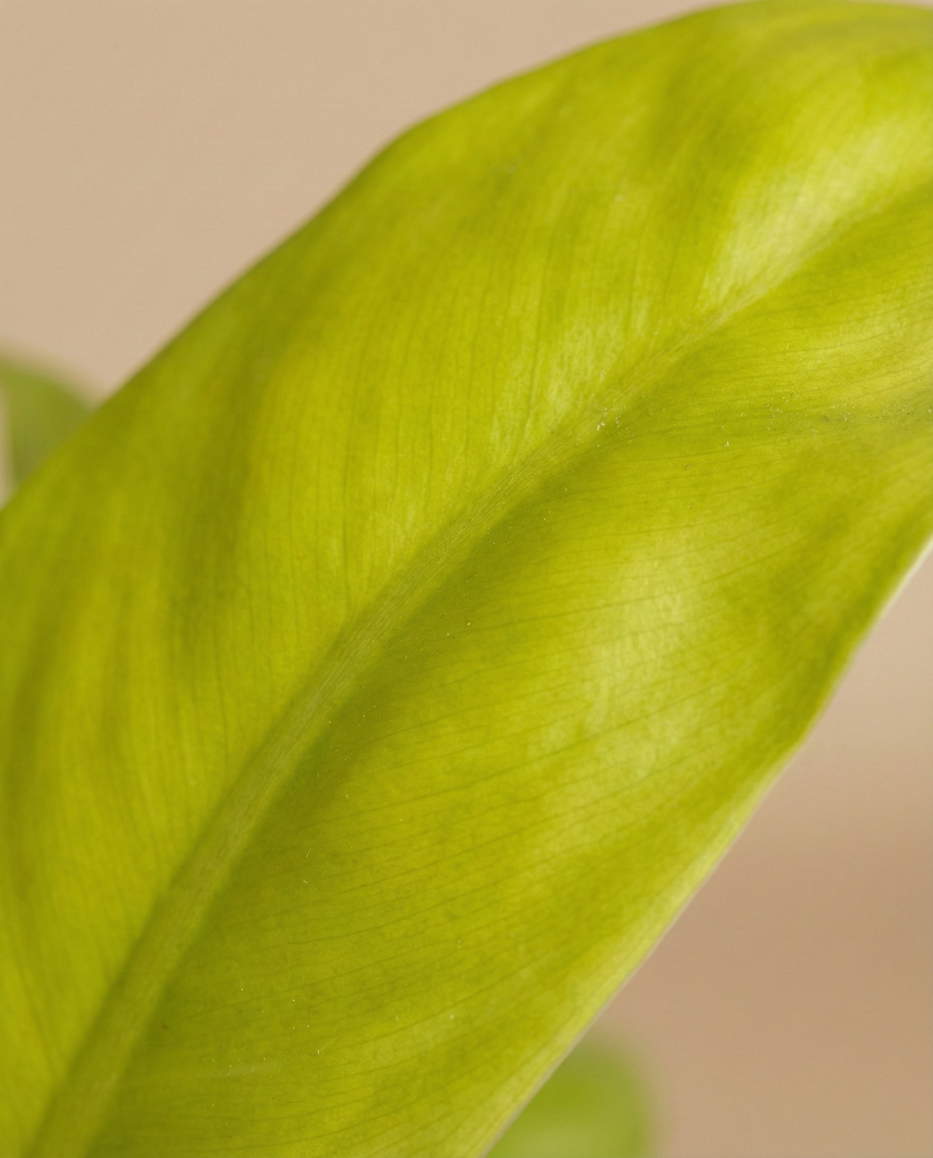 Nahaufnahme eines leuchtend grünen Philodendron 'Ceylon Gold' - feingliedriges Blatt mit sichtbaren Adern und glatter Textur, vor einem verschwommenen beigen Hintergrund.