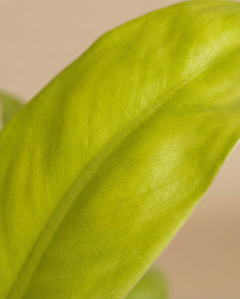 Nahaufnahme eines leuchtend grünen Philodendron 'Ceylon Gold' - feingliedriges Blatt mit sichtbaren Adern und glatter Textur, vor einem verschwommenen beigen Hintergrund.